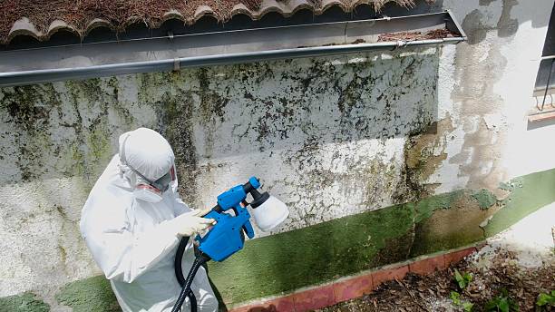 Trusted Commercial Mold Remediation service in Portsmouth, VA - Cheap Mold Removal